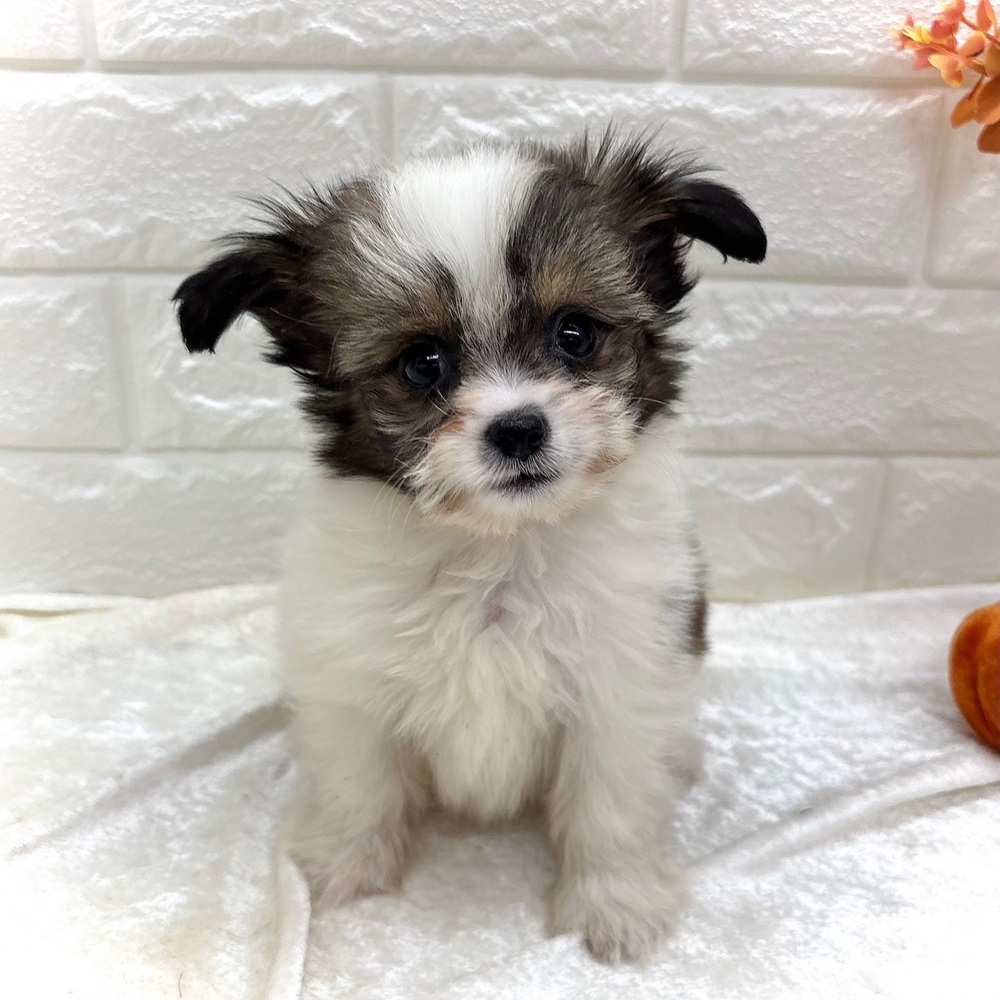 愛知県のハーフ犬・ミックス犬 (犬の家＆猫の里名古屋天白店/2026年8月23日生まれ/男の子/ホワイトゴールド)の子犬の4枚目の画像