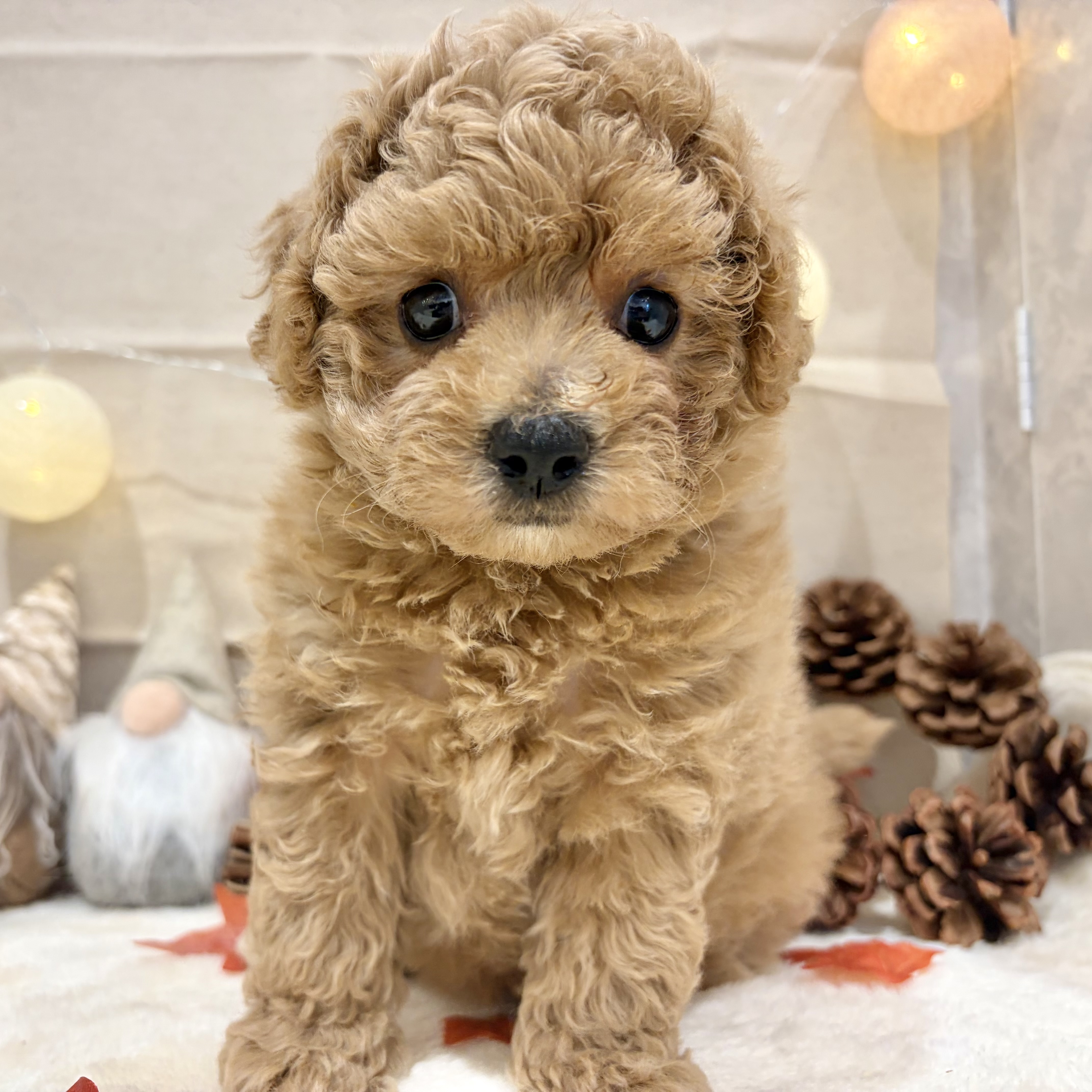 福岡県のビションプー(ビションフリーゼ×プードル) (犬の家＆猫の里くりえいと宗像店/2026年8月25日生まれ/女の子/レッド)の子犬の4枚目の画像