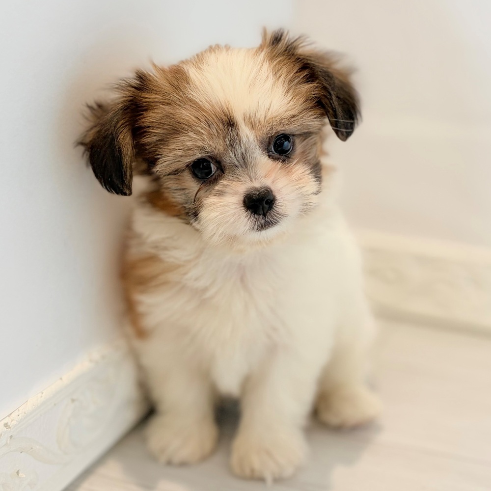 愛知県のハーフ犬・ミックス犬 (犬の家＆猫の里春日井本店/2026年8月23日生まれ/女の子/ホワイトゴールド)の子犬の4枚目の画像