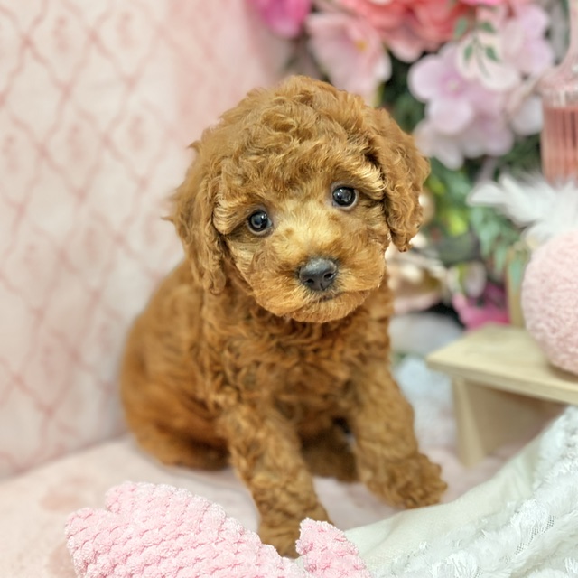 千葉県のトイプードル(トイ) (犬の家＆猫の里ワンズモール稲毛店/2026年8月25日生まれ/女の子/レッド)の子犬の4枚目の画像