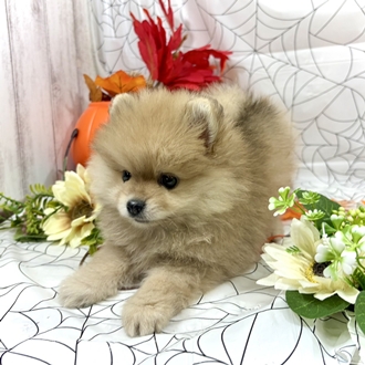 神奈川県のポメラニアン (犬の家＆猫の里小田原店/2026年8月25日生まれ/男の子/オレンジ)の子犬の4枚目の画像