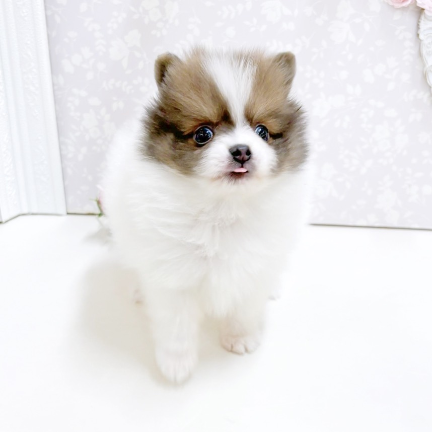 富山県のポメラニアン (犬の家＆猫の里アミーゴ高岡蓮花寺店/2026年8月25日生まれ/女の子/パーティーカラー)の子犬の4枚目の画像