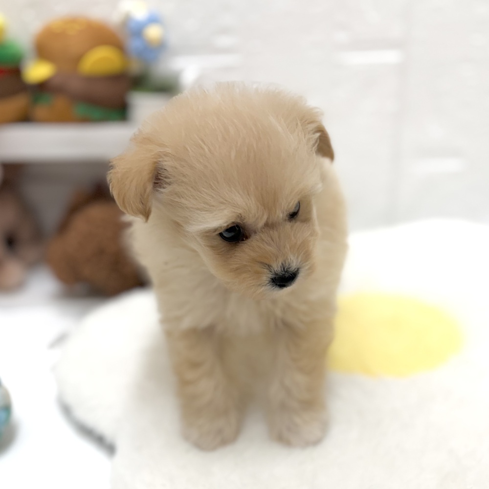 愛知県のポメプー(ポメラニアン×プードル) (犬の家＆猫の里豊川インター店/2026年8月24日生まれ/男の子/アプリコット)の子犬の4枚目の画像