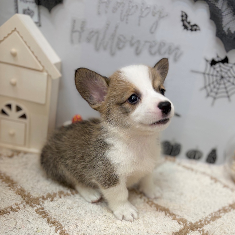 静岡県のウェルシュコーギーペンブローク (犬の家＆猫の里プレ葉ウォーク浜北店/2026年8月24日生まれ/男の子/レッドホワイト)の子犬の4枚目の画像