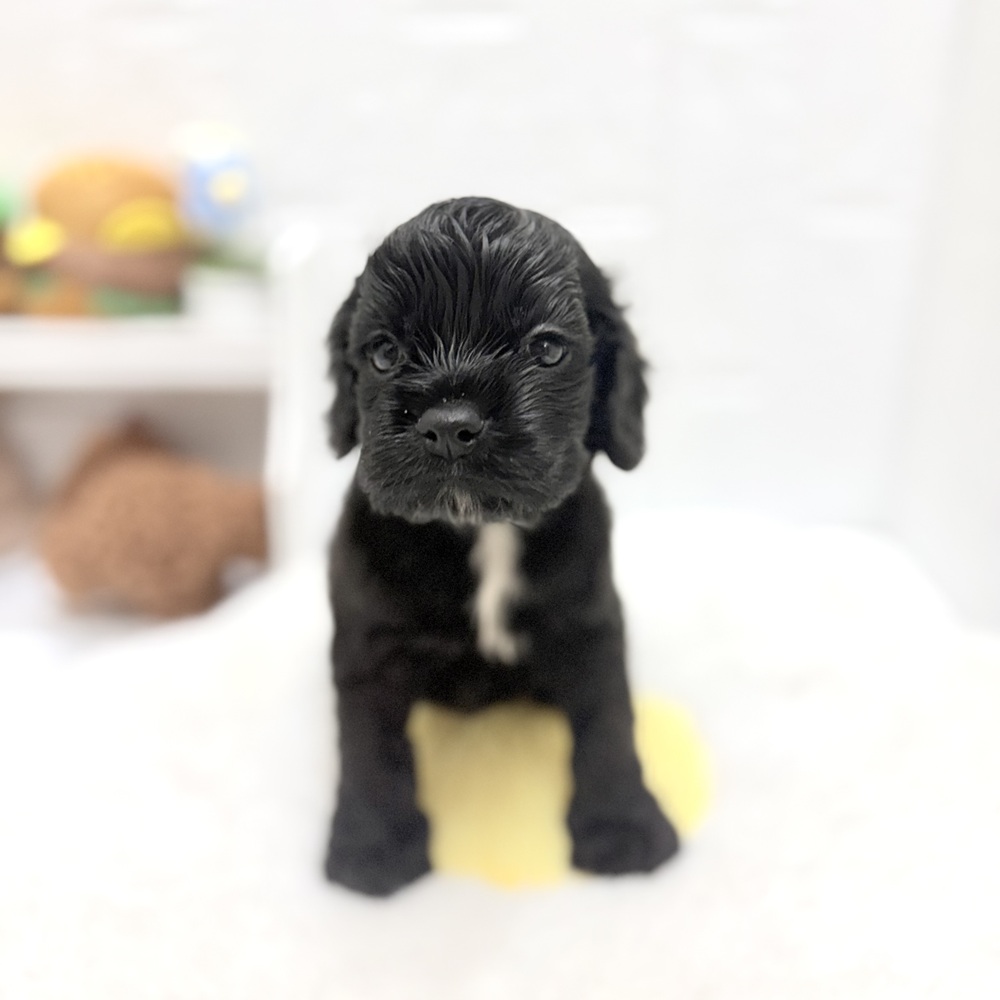 愛知県のアメリカンコッカースパニエル (犬の家＆猫の里豊川インター店/2026年8月24日生まれ/女の子/ブラック)の子犬の4枚目の画像