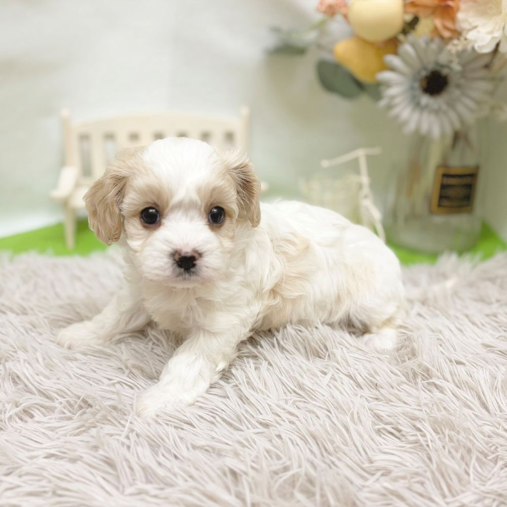 静岡県のハーフ犬・ミックス犬 (犬の家＆猫の里藤枝店/2026年8月24日生まれ/女の子/ブレンハイム)の子犬の4枚目の画像