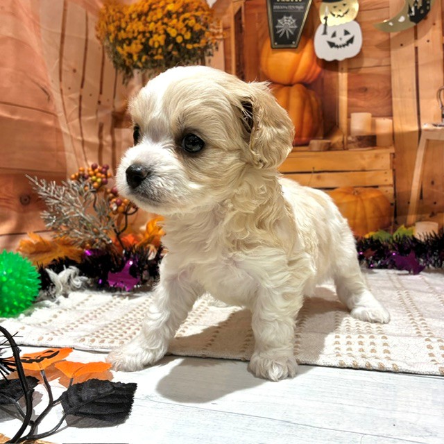 福岡県のハーフ犬・ミックス犬 (犬の家＆猫の里トリアス久山店/2026年8月24日生まれ/女の子/ブレンハイム)の子犬の4枚目の画像