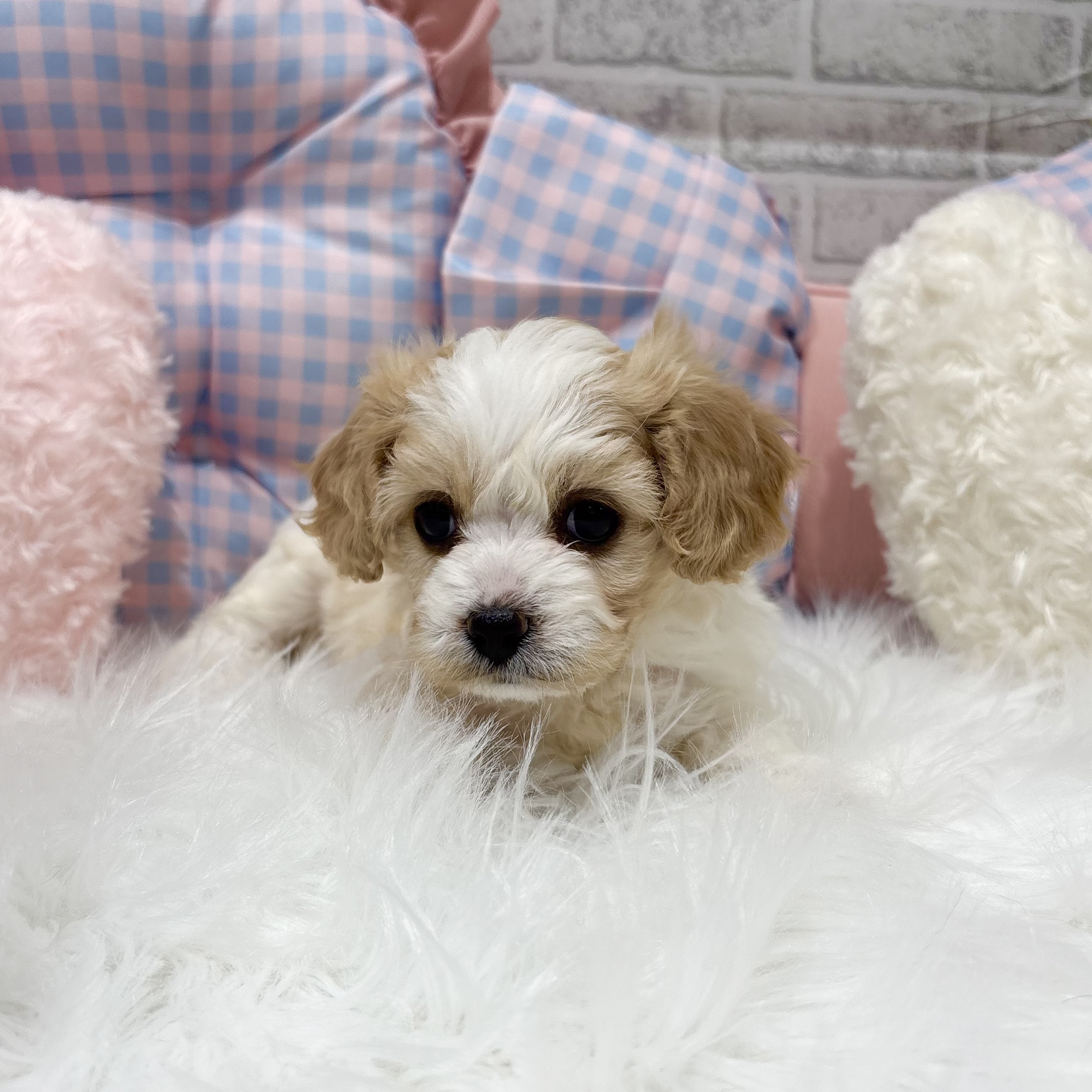 神奈川県のハーフ犬・ミックス犬 (犬の家＆猫の里元住吉ブレーメン通り店/2026年8月24日生まれ/男の子/ブレンハイム)の子犬の4枚目の画像