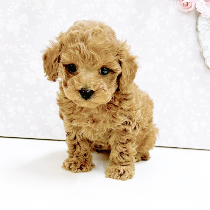 富山県のトイプードル(トイ) (犬の家＆猫の里アミーゴ高岡蓮花寺店/2026年8月25日生まれ/女の子/レッド)の子犬の4枚目の画像