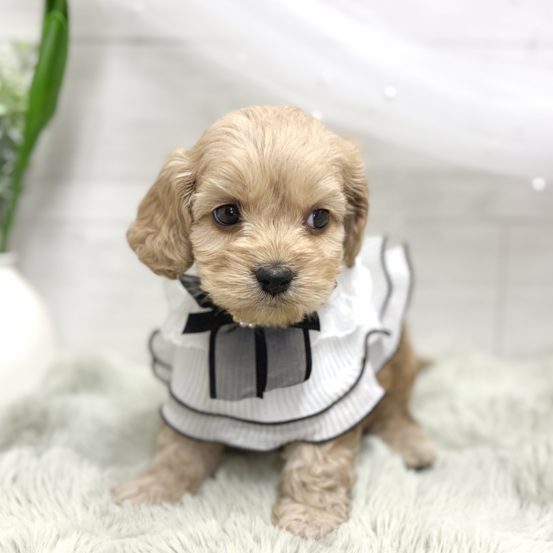 神奈川県のコッカプー(アメリカンコッカースパニエル×プードル) (犬の家＆猫の里相模原店/2026年8月23日生まれ/男の子/バフ)の子犬の4枚目の画像