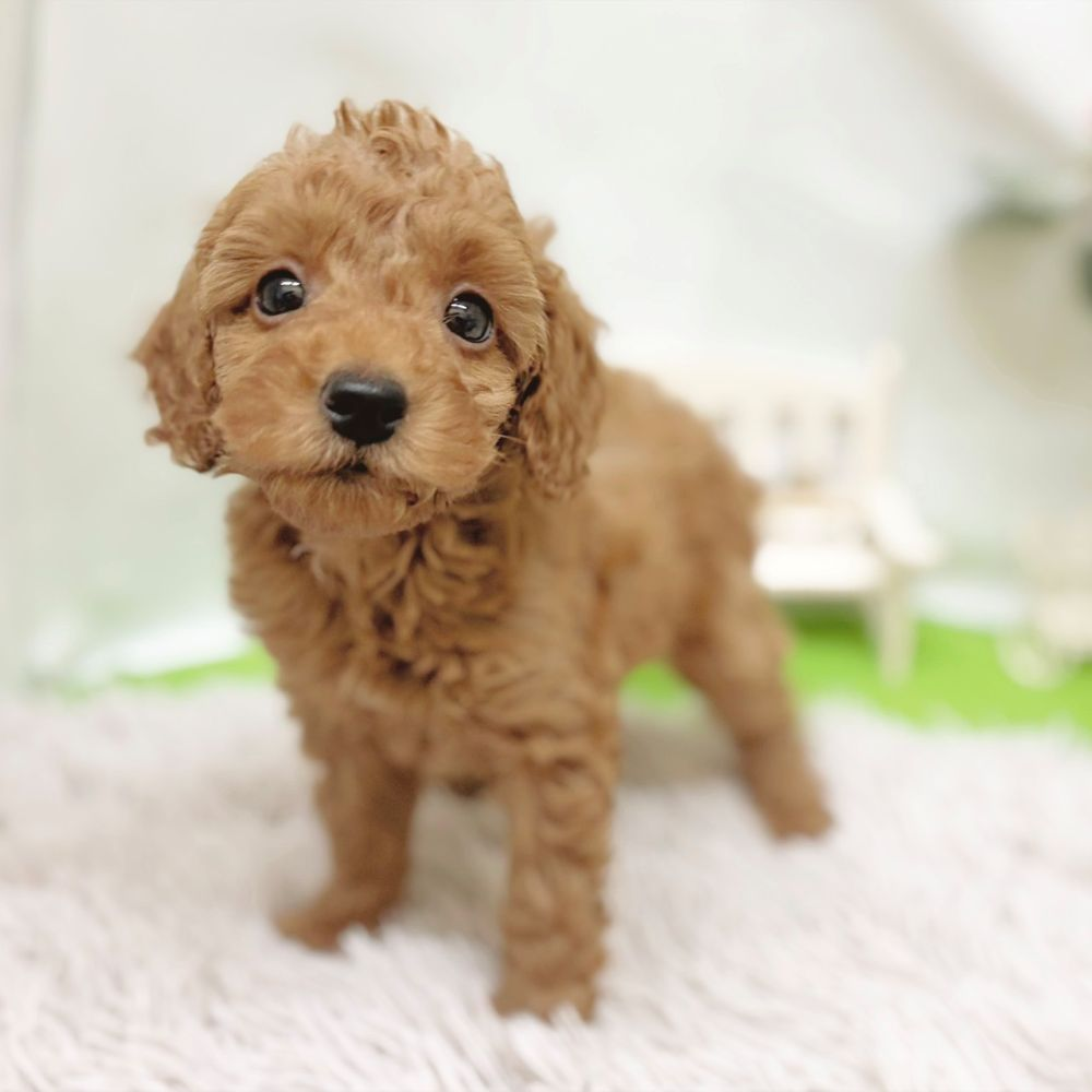 静岡県のトイプードル(トイ) (犬の家＆猫の里藤枝店/2026年8月23日生まれ/男の子/アプリコット)の子犬の4枚目の画像