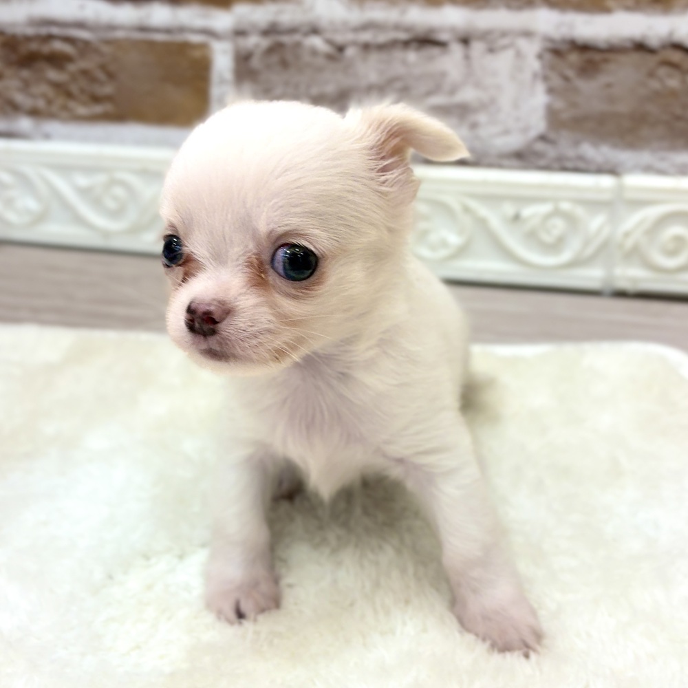 三重県のチワワ(ロング) (犬の家＆猫の里三重桑名店/2026年8月24日生まれ/男の子/クリーム)の子犬の4枚目の画像