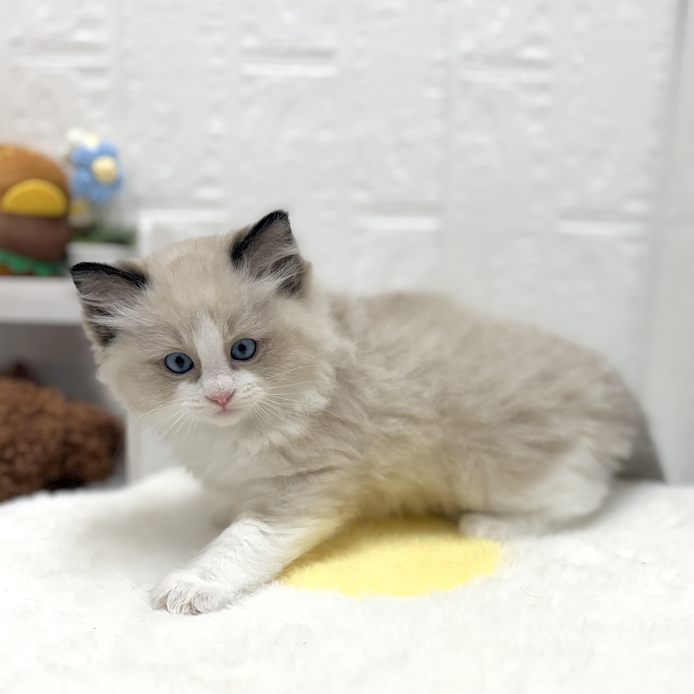 愛知県のラグドール (犬の家＆猫の里豊川インター店/2026年8月23日生まれ/男の子/シールポイントバイカラー)の子猫の4枚目の画像