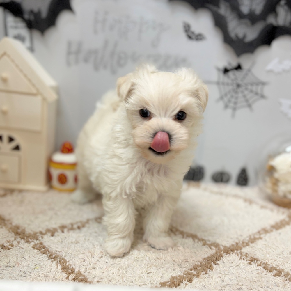 静岡県のマルプー(マルチーズ×プードル) (犬の家＆猫の里プレ葉ウォーク浜北店/2026年8月21日生まれ/男の子/ホワイト)の子犬の4枚目の画像