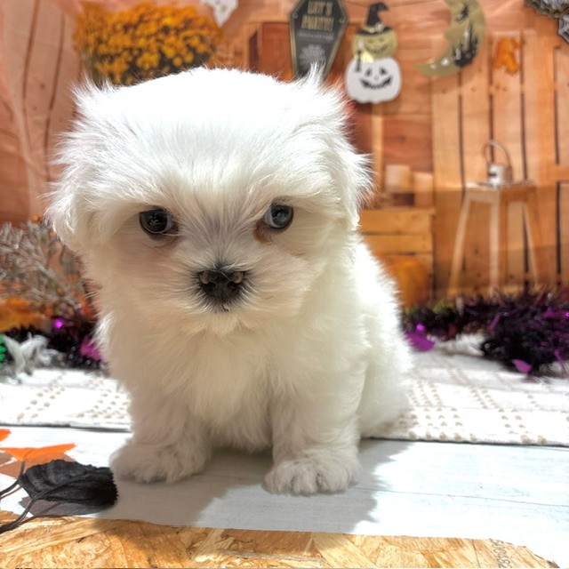 福岡県のマルチーズ (犬の家＆猫の里トリアス久山店/2026年8月23日生まれ/男の子/ホワイト)の子犬の4枚目の画像
