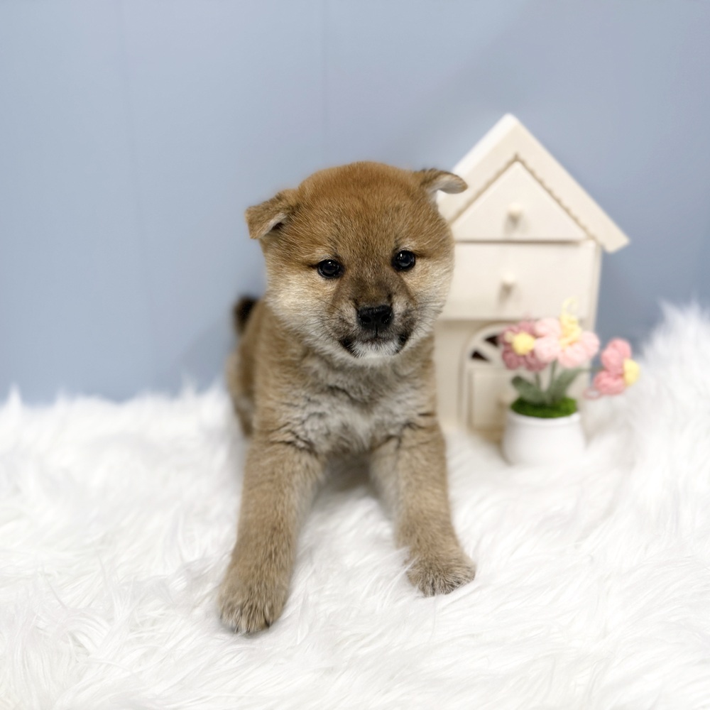 柴犬男の子の写真