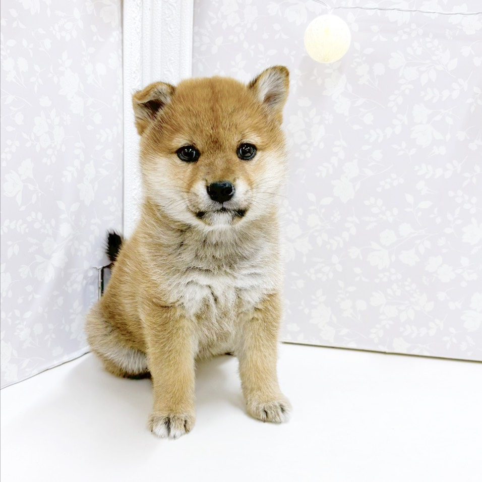 富山県の柴犬(標準サイズ) (犬の家＆猫の里アミーゴ高岡蓮花寺店/2026年8月22日生まれ/女の子/赤)の子犬の4枚目の画像