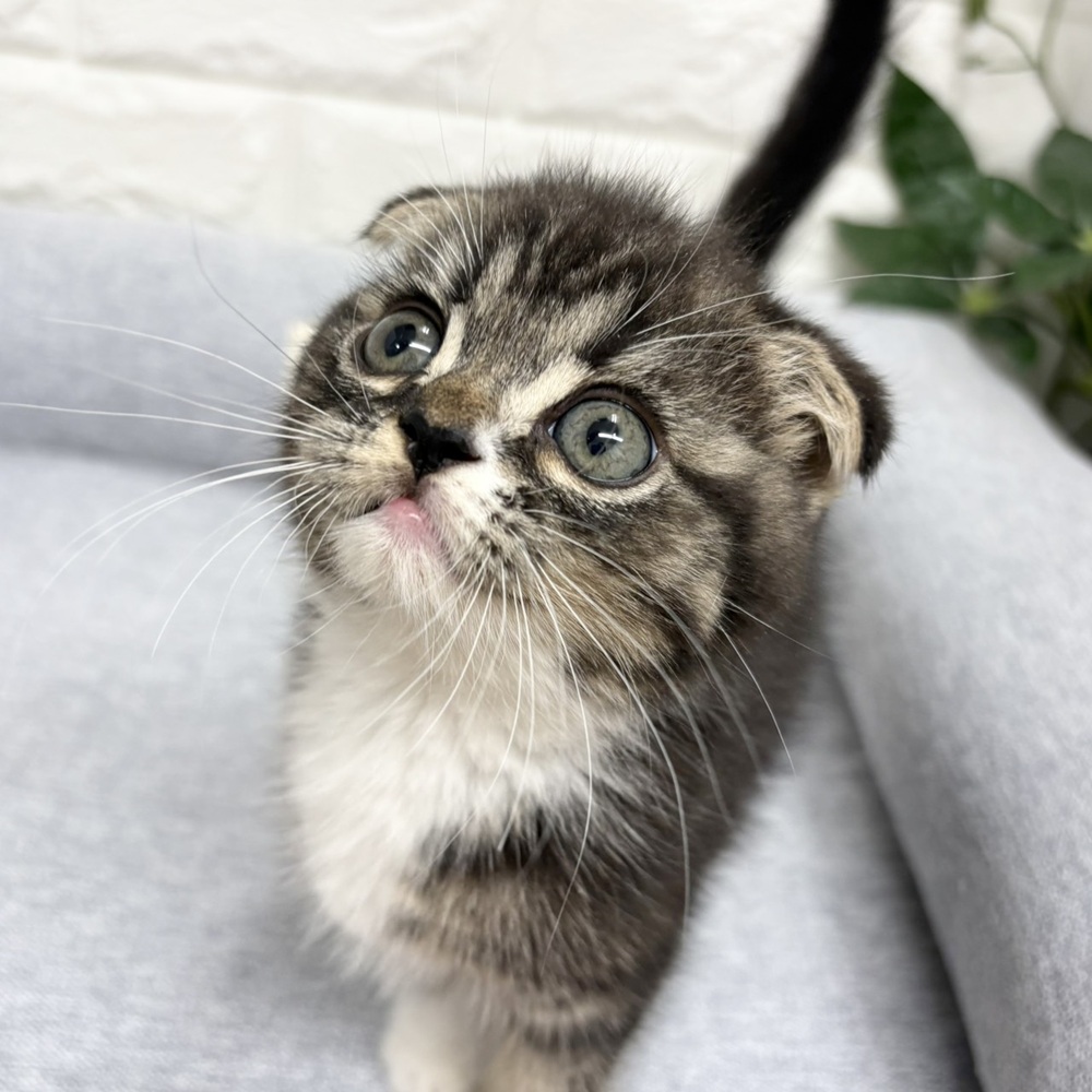 長野県のスコティッシュフォールド (犬の家＆猫の里塩尻店/2026年8月25日生まれ/男の子/ブラウンタビーホワイト)の子猫の4枚目の画像