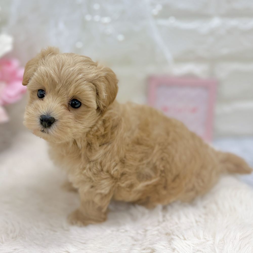 福井県のマルプー(マルチーズ×プードル) (犬の家＆猫の里アミーゴ福井大和田店/2026年8月22日生まれ/女の子/クリーム)の子犬の4枚目の画像