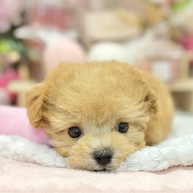 千葉県のマルプー(マルチーズ×プードル) (犬の家＆猫の里ワンズモール稲毛店/2026年8月25日生まれ/男の子/アプリコット)の子犬の4枚目の画像
