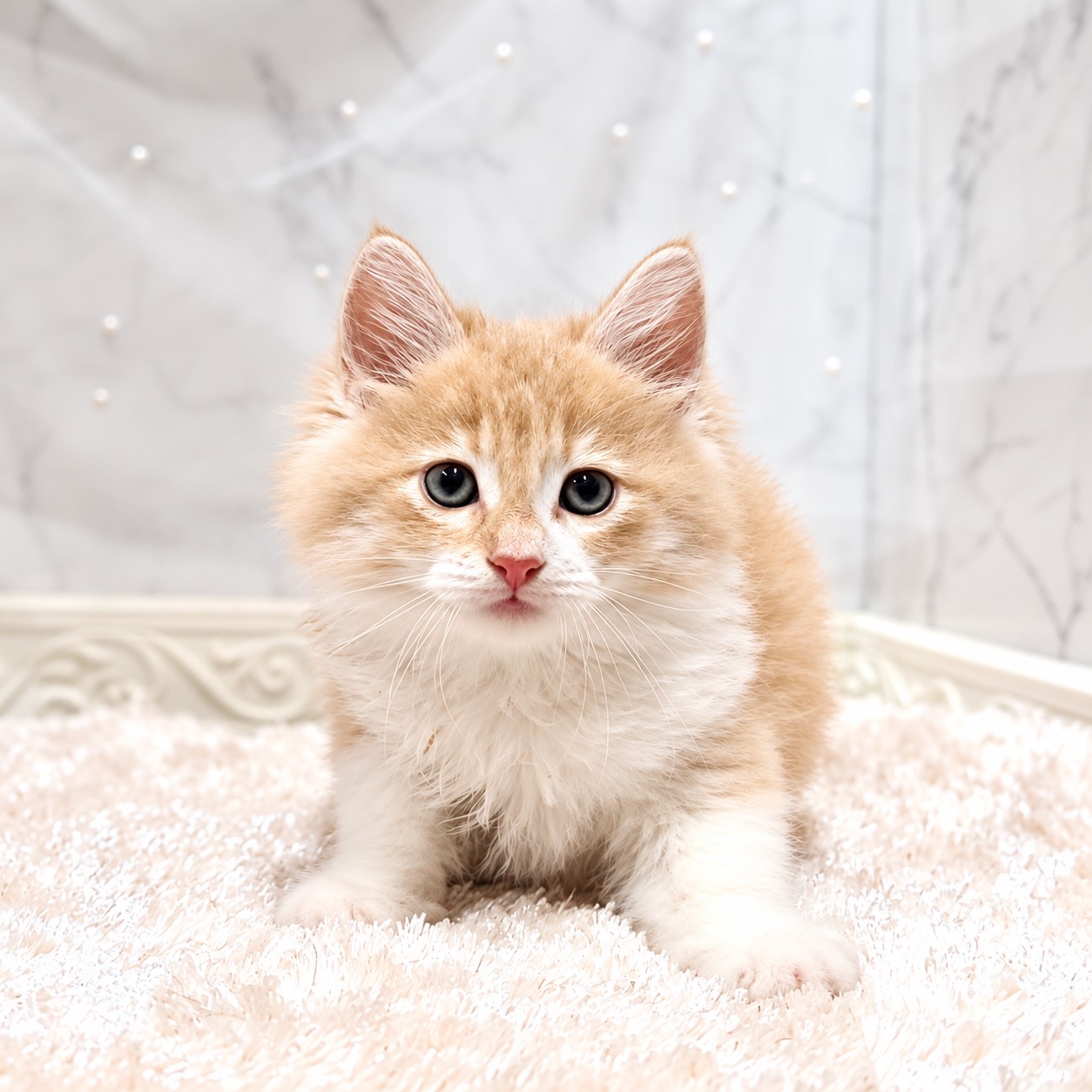 福井県のノルウェージャンフォレストキャット (犬の家＆猫の里福井店/2026年8月25日生まれ/女の子/クリームタビーホワイト)の子猫の4枚目の画像