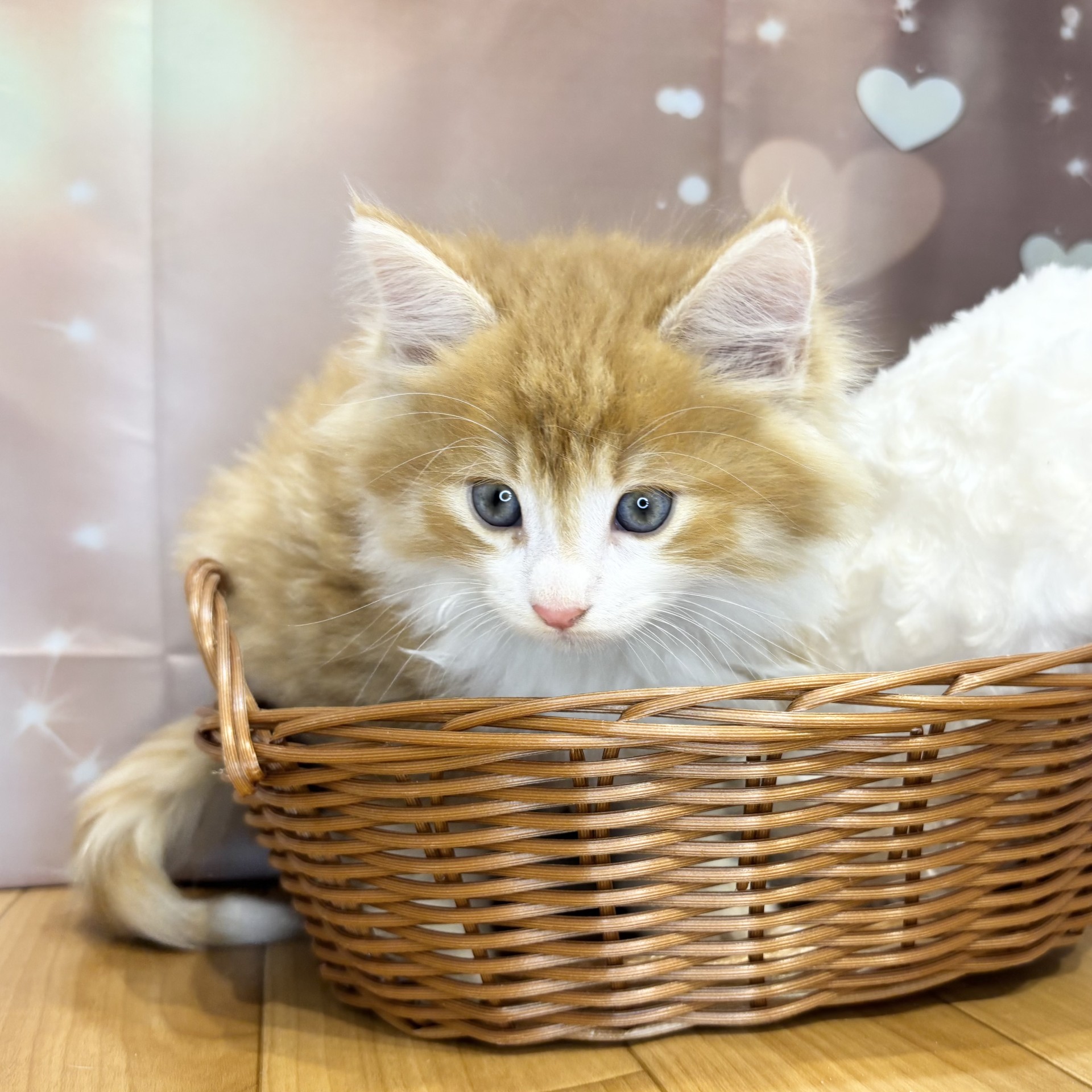 長野県のノルウェージャンフォレストキャット (犬の家＆猫の里カインズ梓川店/2026年8月25日生まれ/男の子/レッドタビーホワイト)の子猫の4枚目の画像