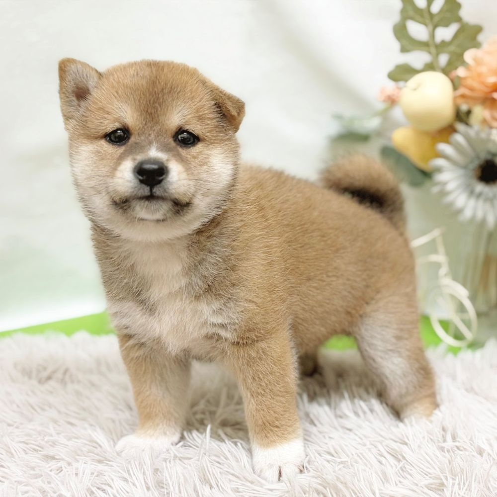 静岡県の柴犬(標準サイズ) (犬の家＆猫の里藤枝店/2026年8月24日生まれ/男の子/赤)の子犬の4枚目の画像