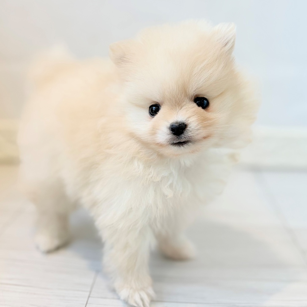 愛知県のポメラニアン (犬の家＆猫の里春日井本店/2026年8月24日生まれ/女の子/クリーム)の子犬の4枚目の画像