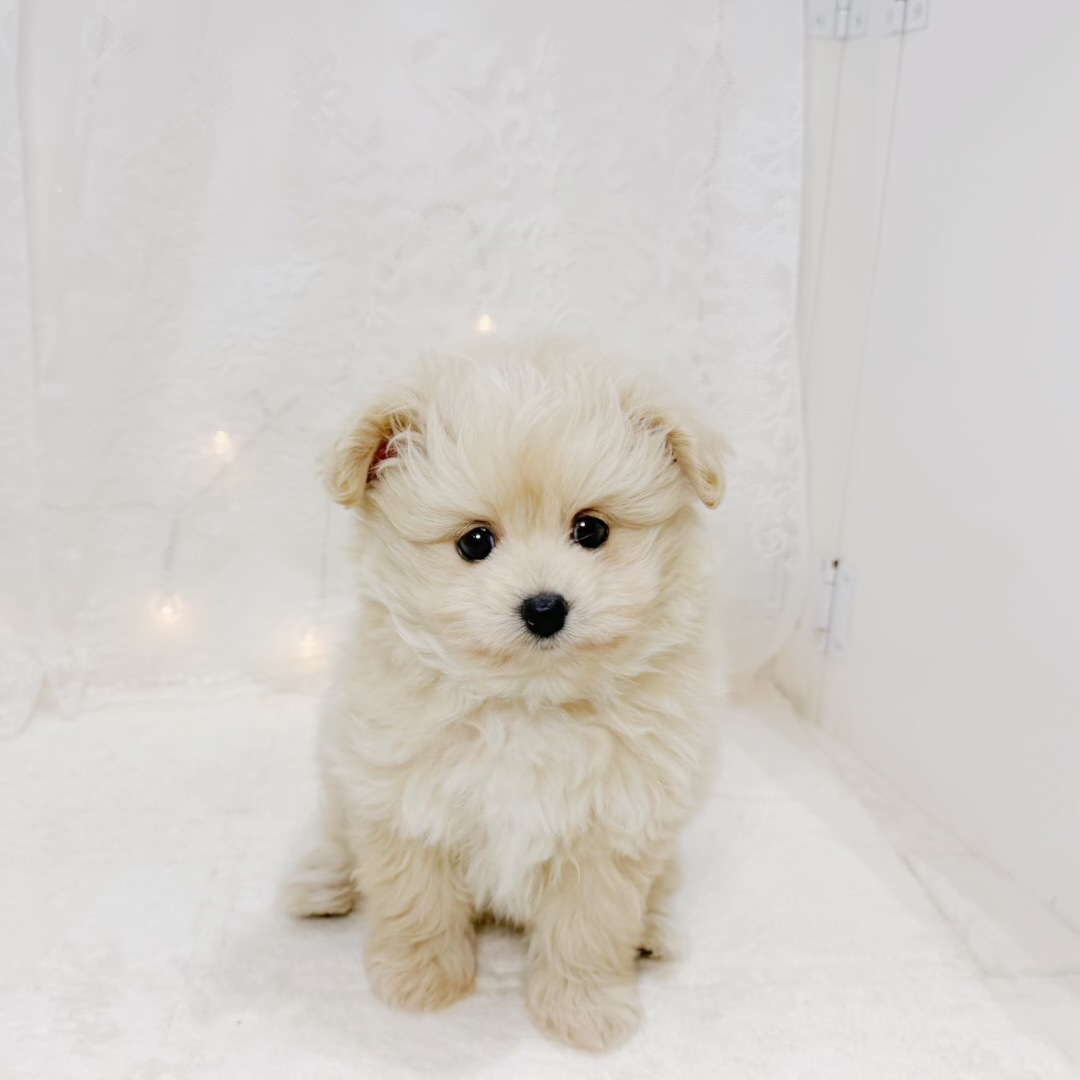 千葉県のポメプー(ポメラニアン×プードル) (犬の家＆猫の里BIGHOPガーデンモール印西店/2026年8月24日生まれ/男の子/クリーム)の子犬の4枚目の画像
