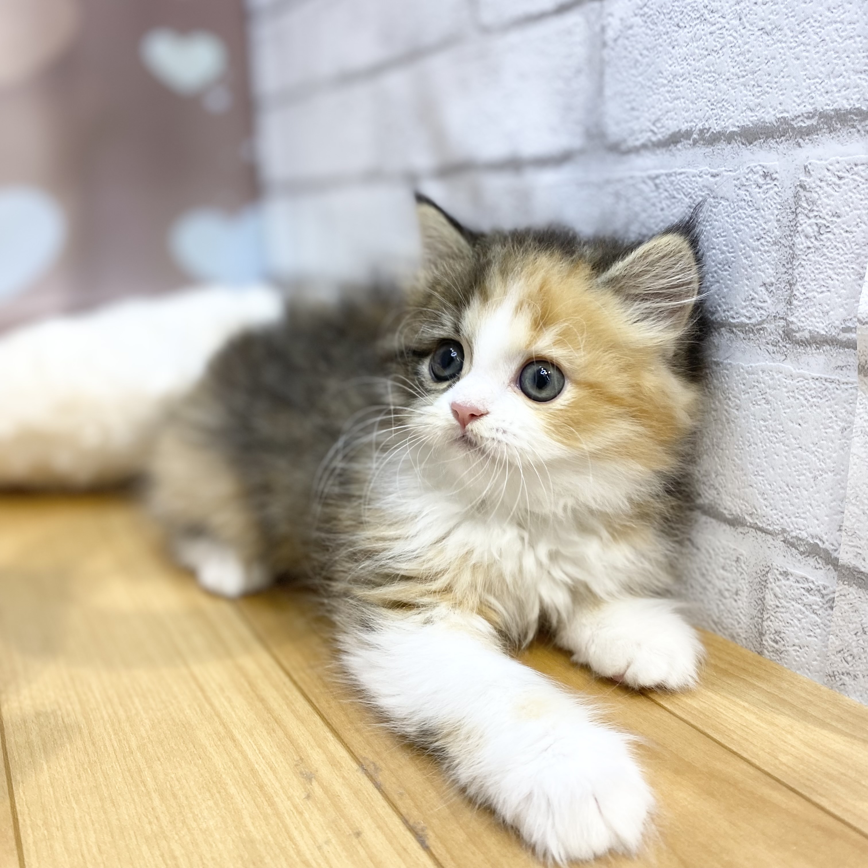 長野県のミヌエット (犬の家＆猫の里カインズ梓川店/2026年8月24日生まれ/女の子/キャリコ)の子猫の4枚目の画像