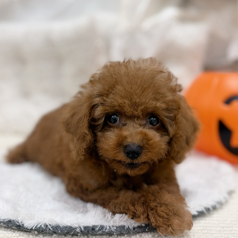 岐阜県のトイプードル(トイ) (犬の家＆猫の里カラフルタウン岐阜店/2026年8月17日生まれ/男の子/レッドフォーン)の子犬の4枚目の画像