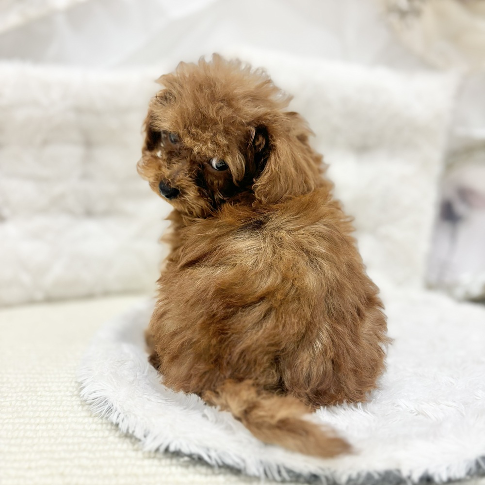 岐阜県のトイプードル(トイ) (犬の家＆猫の里カラフルタウン岐阜店/2026年8月17日生まれ/男の子/レッドフォーン)の子犬の4枚目の画像