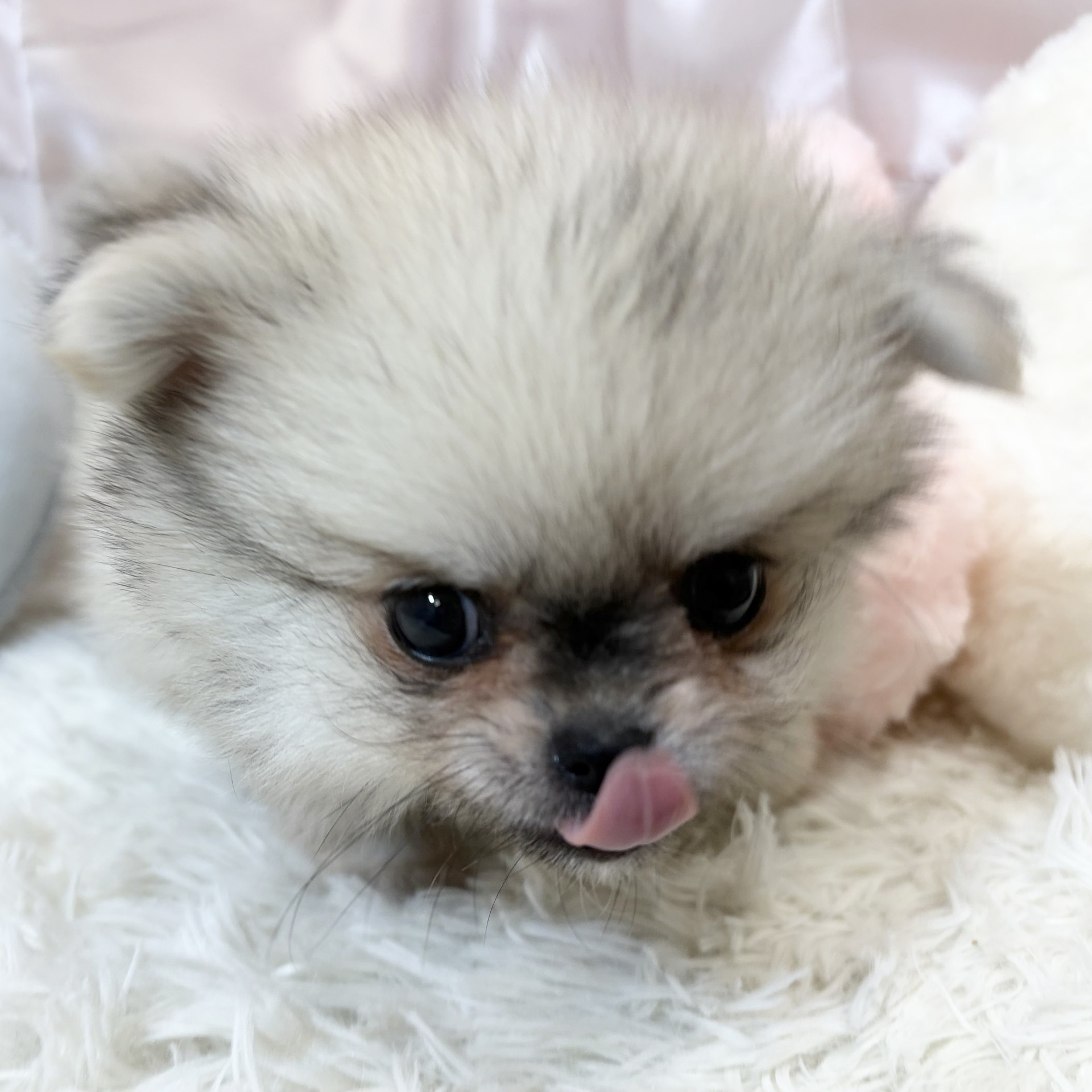 兵庫県のポメチワ/チワポメ/ポメチー(ポメラニアン×チワワ) (犬の家＆猫の里カナート西神戸店/2026年8月24日生まれ/男の子/フォーン)の子犬の4枚目の画像