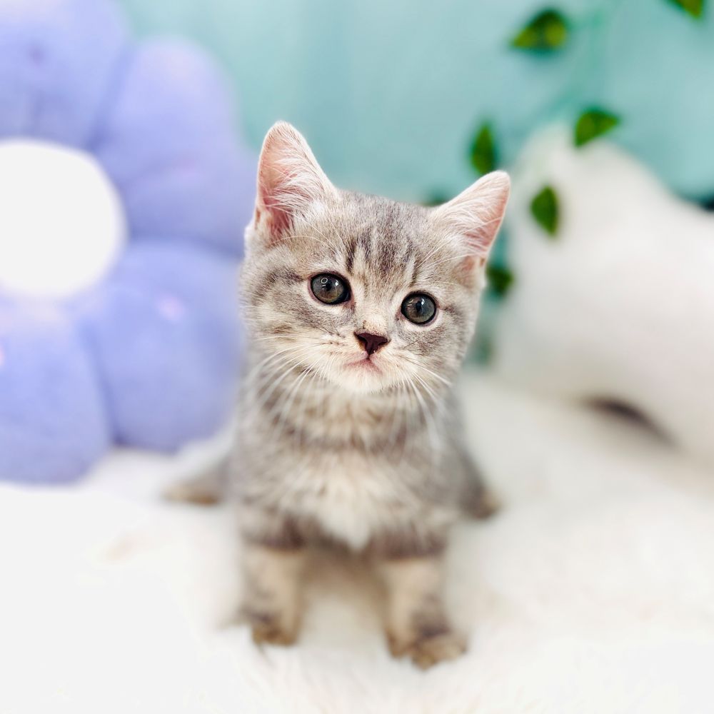 愛知県のスコティッシュフォールド (犬の家＆猫の里愛知刈谷店/2026年8月25日生まれ/男の子/ブルータビー)の子猫の4枚目の画像