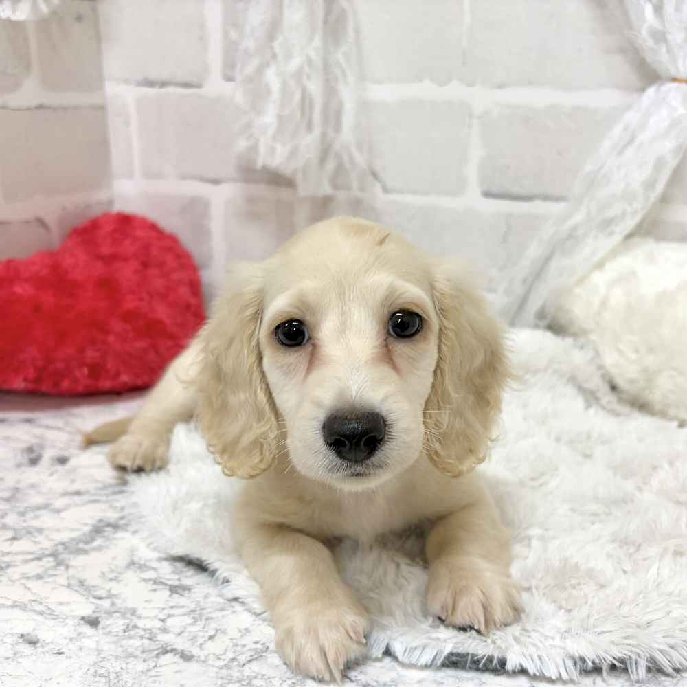 京都府のミニチュアダックスフンド(ロング) (犬の家＆猫の里京都精華店/2026年8月26日生まれ/女の子/イエロー)の子犬の4枚目の画像