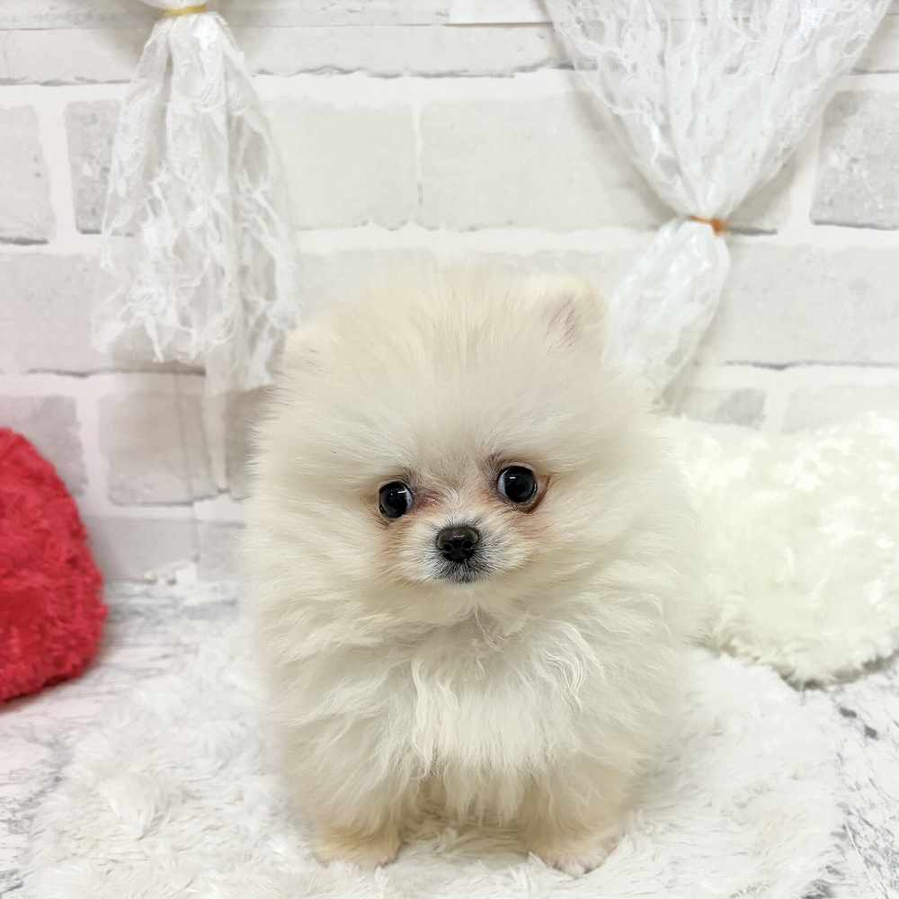 生体画像４