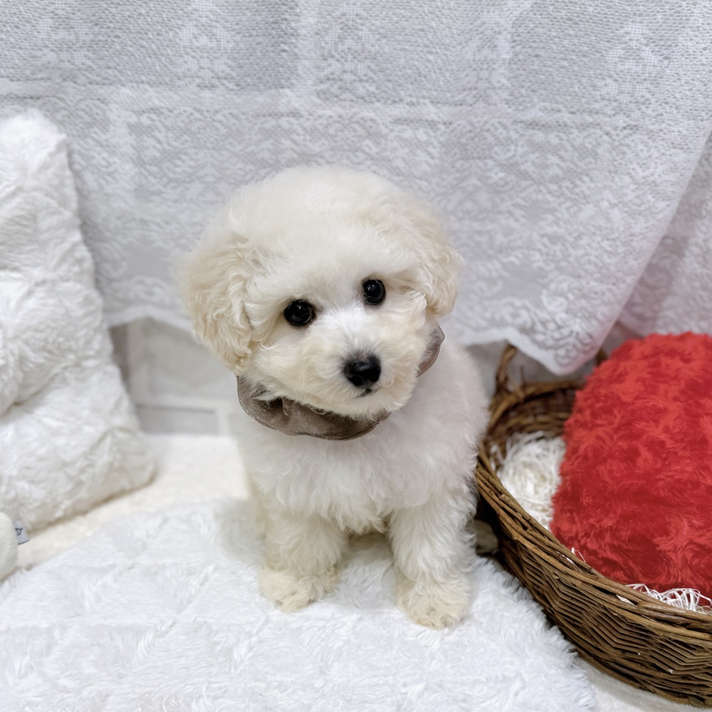 滋賀県のビションプー(ビションフリーゼ×プードル) (犬の家＆猫の里長浜店/2026年8月22日生まれ/男の子/ホワイト)の子犬の4枚目の画像