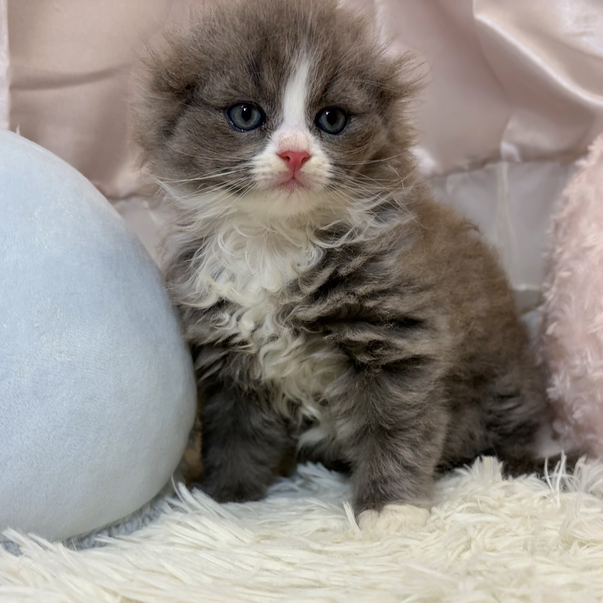 兵庫県のスコティッシュフォールド (犬の家＆猫の里カナート西神戸店/2026年8月26日生まれ/男の子/ブルータビーホワイト)の子猫の4枚目の画像