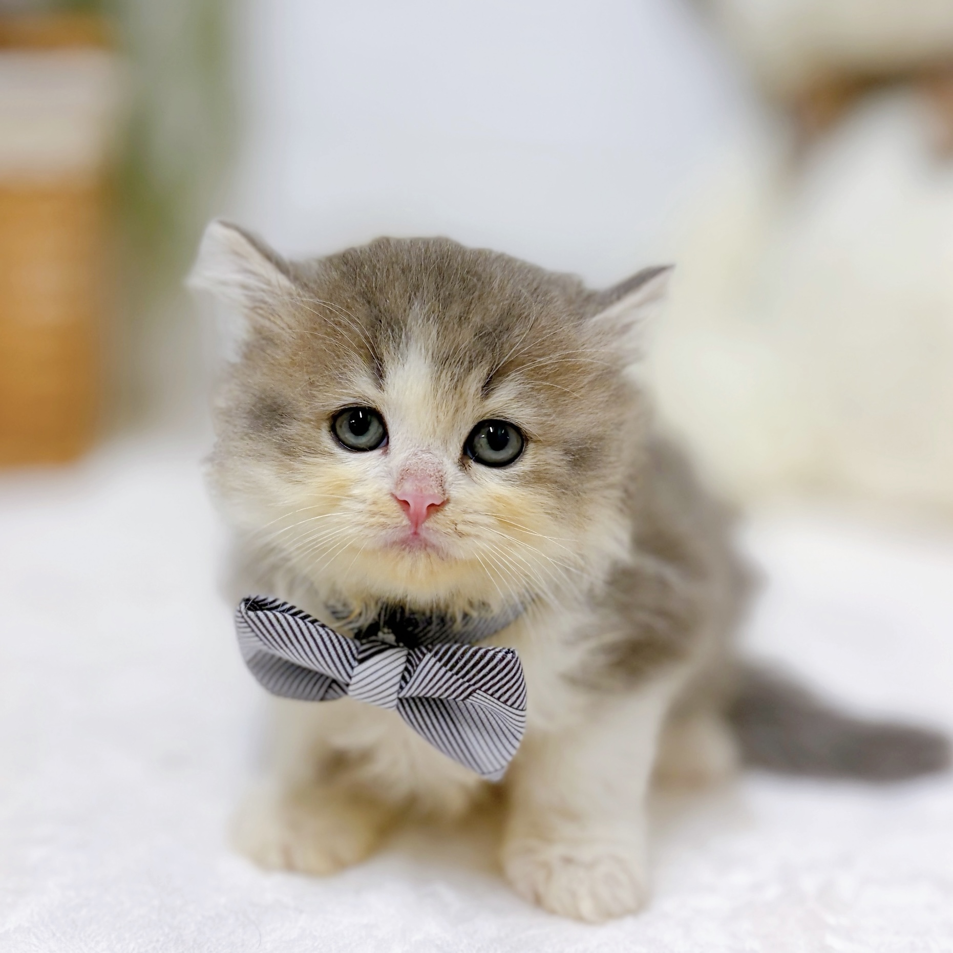 滋賀県のスコティッシュストレート (犬の家＆猫の里近江八幡店/2026年8月26日生まれ/男の子/ブルータビーホワイト)の子猫の4枚目の画像