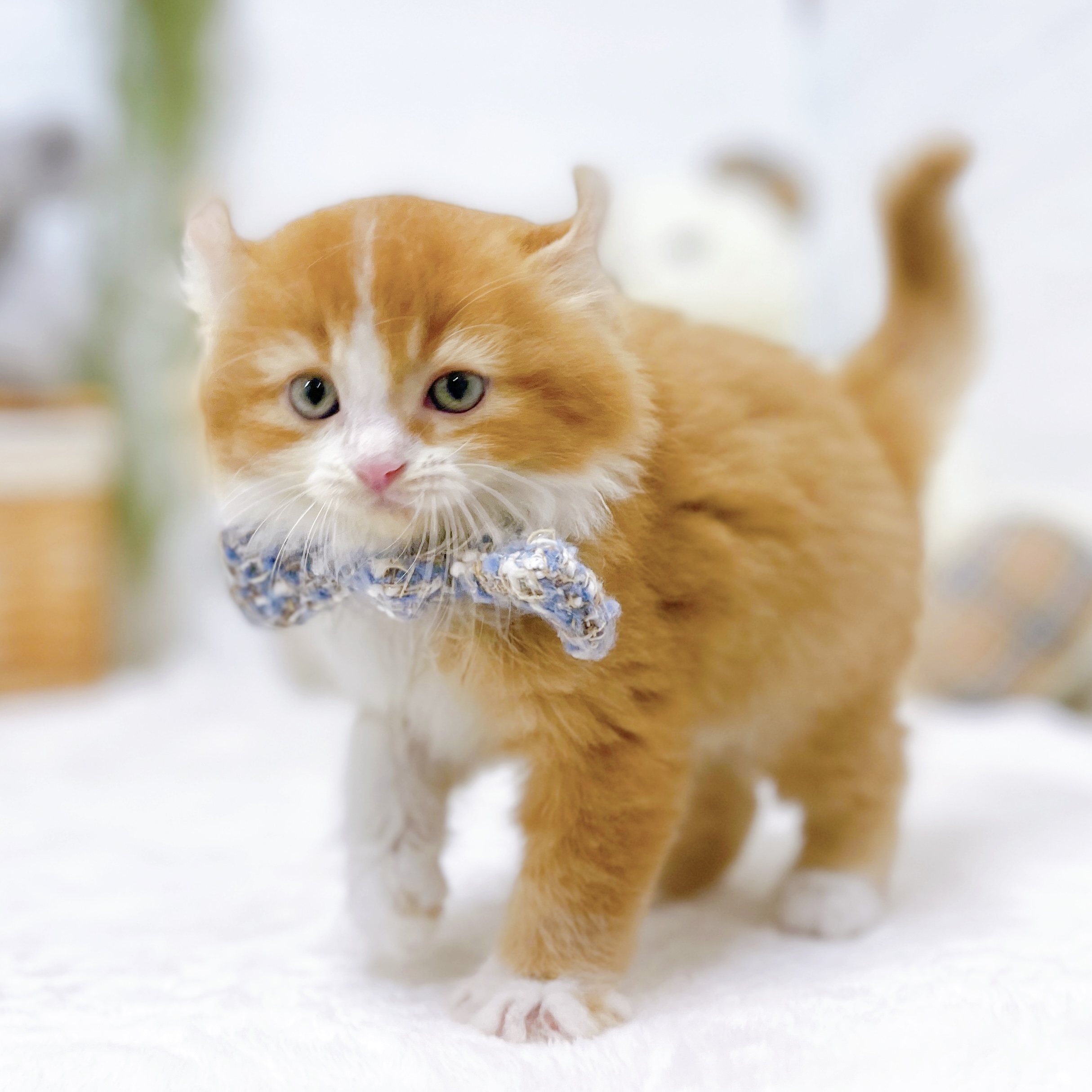滋賀県のアメリカンカール (犬の家＆猫の里近江八幡店/2026年8月25日生まれ/男の子/レッドタビーホワイト)の子猫の4枚目の画像