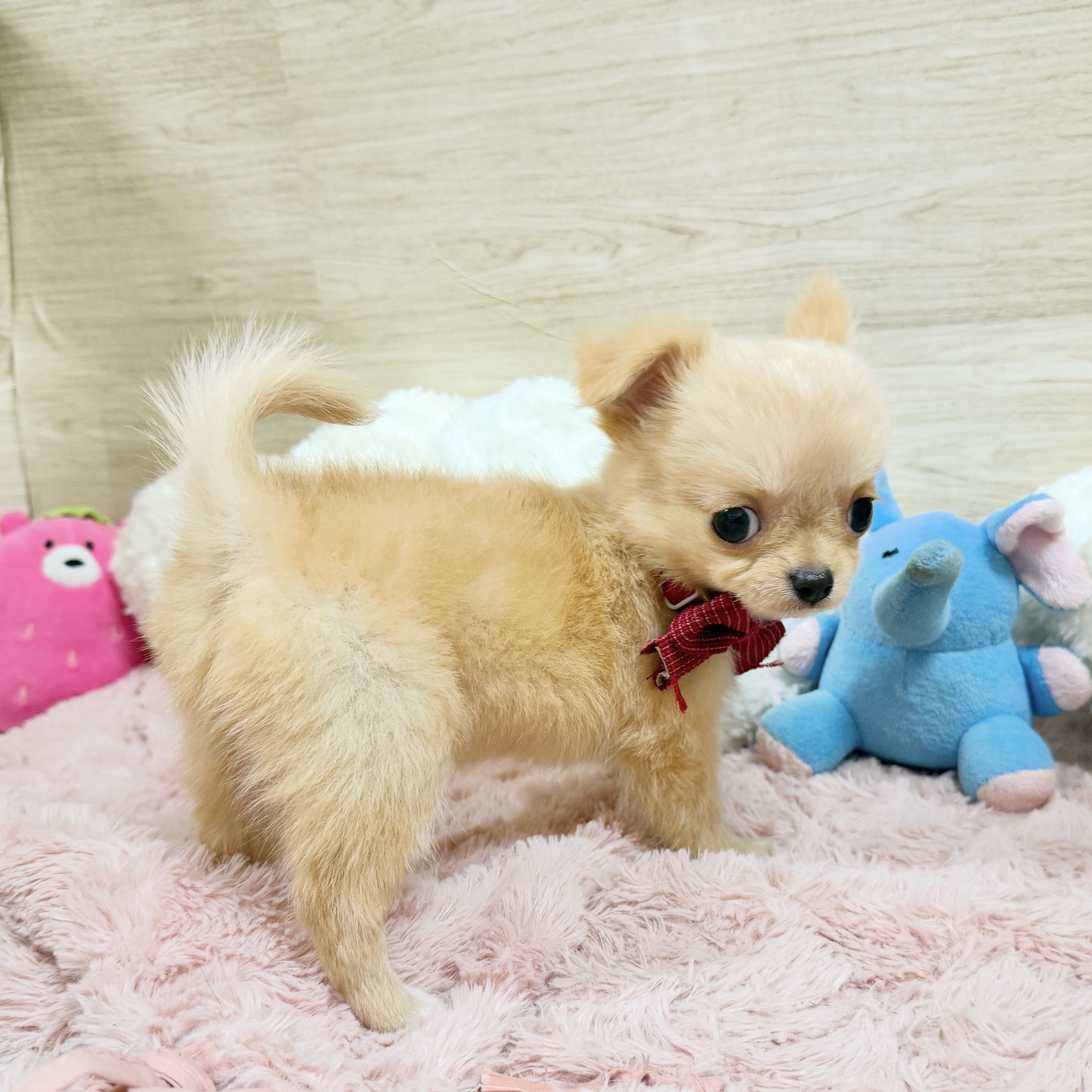 大阪府のチワワ(ロング) (犬の家＆猫の里そよら東岸和田店/2026年8月27日生まれ/女の子/クリーム)の子犬の4枚目の画像