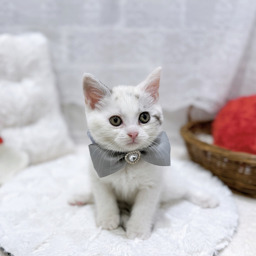 滋賀県のスコティッシュストレート (犬の家＆猫の里長浜店/2026年8月27日生まれ/女の子/シルバーパッチドタビーホワイト)の子猫の4枚目の画像