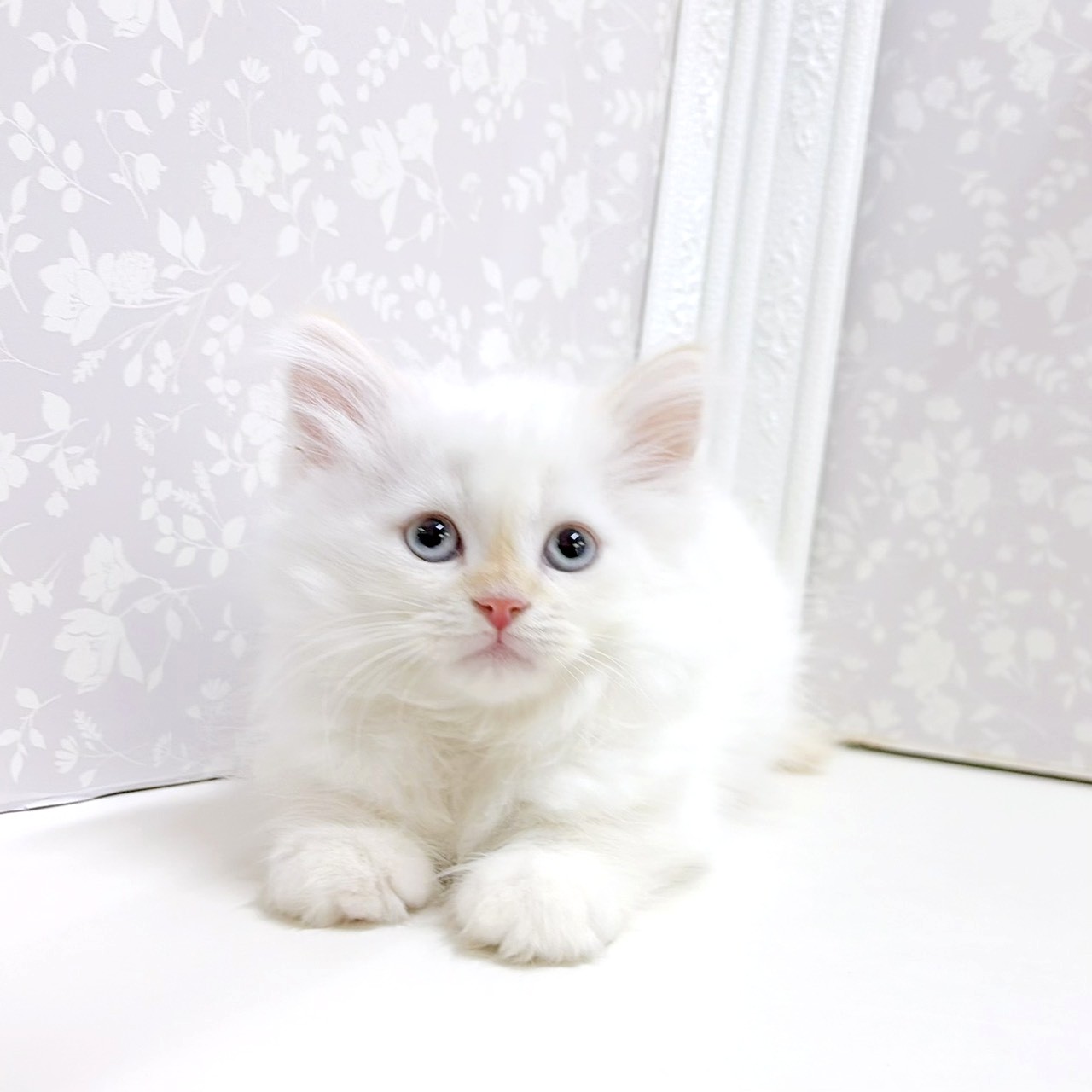 富山県のミヌエット (犬の家＆猫の里アミーゴ高岡蓮花寺店/2026年8月26日生まれ/男の子/レッドポイント)の子猫の4枚目の画像