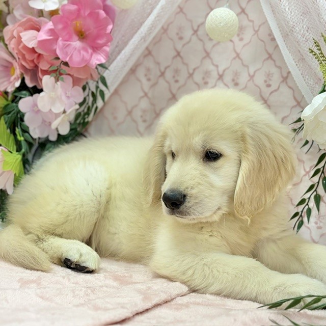 千葉県のゴールデンレトリバー (犬の家＆猫の里ワンズモール稲毛店/2026年8月25日生まれ/男の子/ゴールデン)の子犬の4枚目の画像