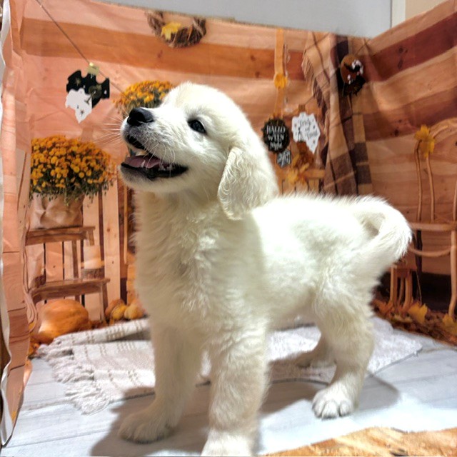 福岡県のゴールデンレトリバー (犬の家＆猫の里トリアス久山店/2026年8月25日生まれ/男の子/クリーム)の子犬の4枚目の画像
