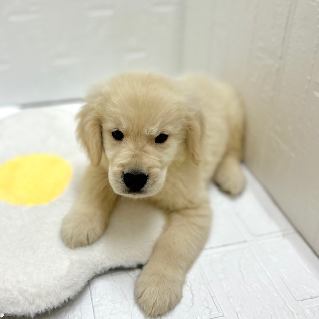 愛知県のゴールデンレトリバー (犬の家＆猫の里豊川インター店/2026年8月25日生まれ/男の子/クリーム)の子犬の4枚目の画像