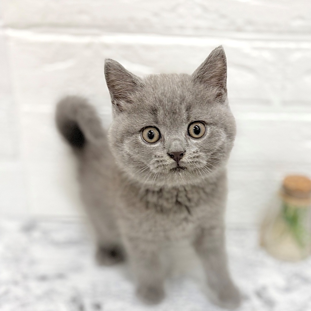 愛知県のブリティッシュショートヘアー (犬の家＆猫の里豊田店/2026年8月29日生まれ/男の子/ブルー)の子猫の4枚目の画像