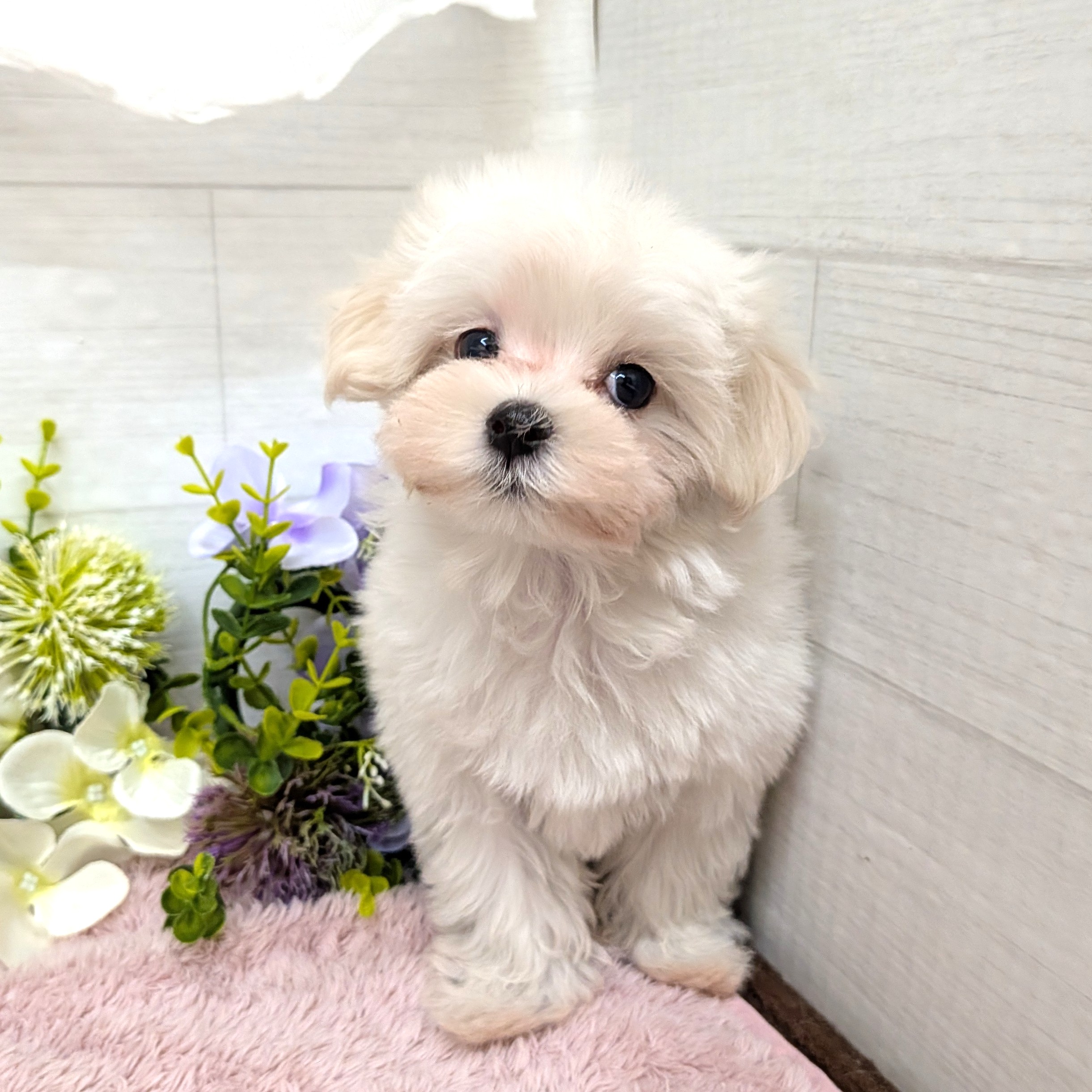 愛知県のマルチーズ (犬の家＆猫の里碧南店/2026年8月26日生まれ/女の子/ホワイト)の子犬の4枚目の画像