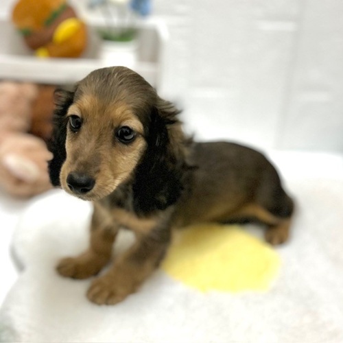 愛知県のカニンヘンダックスフンド(ロング) (犬の家＆猫の里豊川インター店/2026年8月29日生まれ/女の子/レッド)の子犬の4枚目の画像