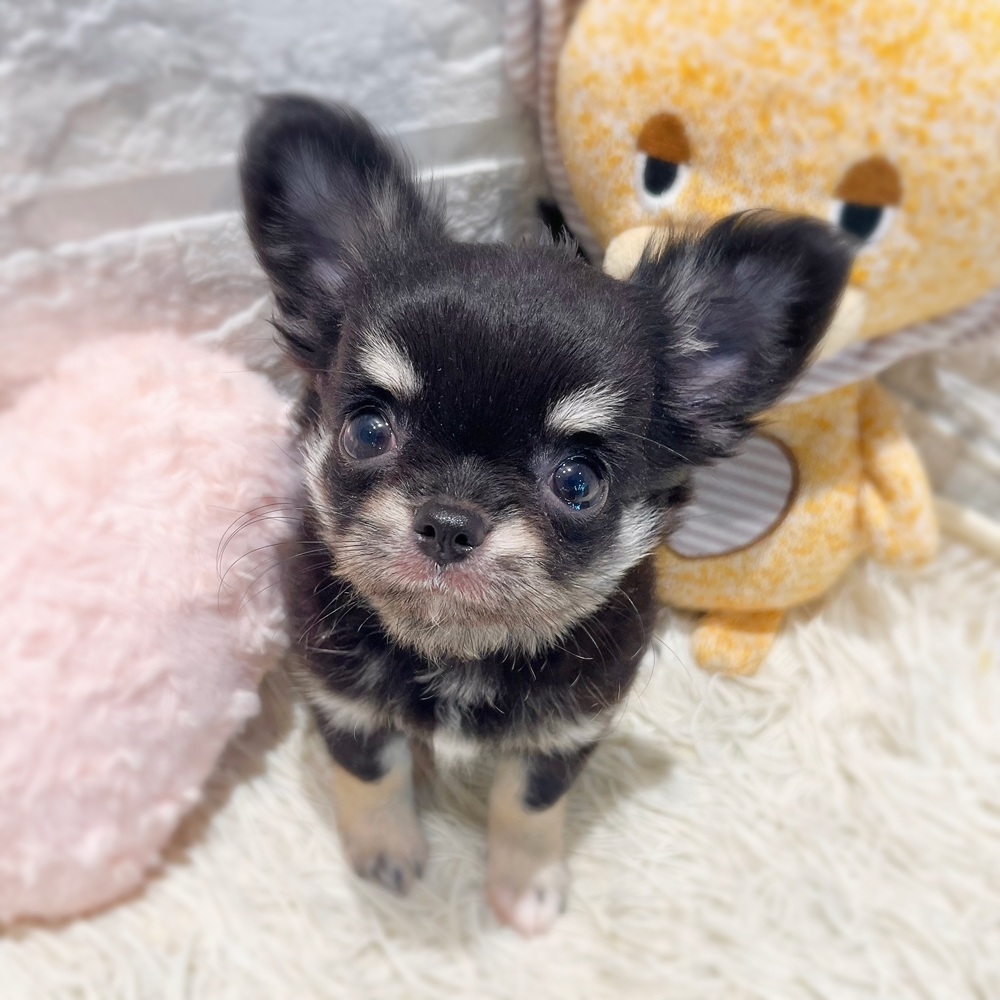 愛知県のチワワ(ロング) (犬の家＆猫の里MiO香久山店/2026年8月29日生まれ/女の子/ブラッククリーム)の子犬の1枚目の画像